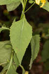 Yellow crownbeard